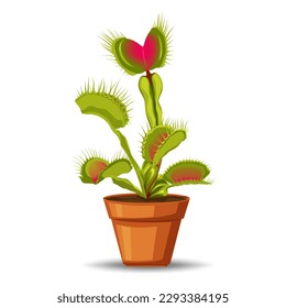 Venus flytrap is a carnivorous plant that captures insects with its hinged leaves and digestive enzymes, using them as a source of nutrients.