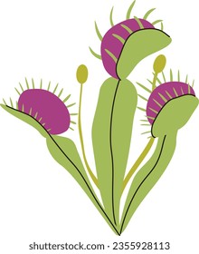 Venus Flytrap carnivorous plant vector illustration in isolated white background