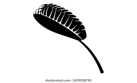 Venus flytrap (Dionaea muscipula), , black isolated silhouette