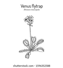 Venus flytrap (Dionaea muscipula), medicinal plant. Hand drawn botanical vector illustration