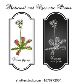Venus flytrap (Dionaea muscipula), medicinal plant. Hand drawn botanical vector illustration