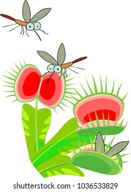 Venus flytrap or Dionaea muscipula and mosquitoes. Carnivorous plant