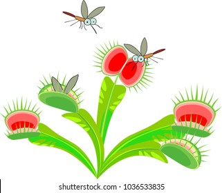 Venus flytrap or Dionaea muscipula and mosquitoes. Carnivorous plant