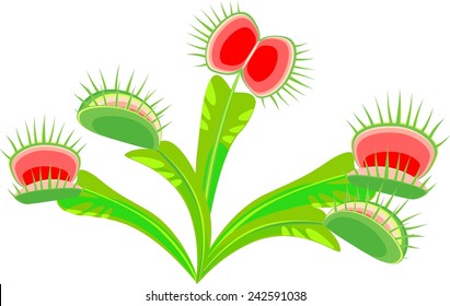 Venus flytrap (Dionaea muscipula) plant