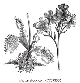 Venus Flytrap or Dionaea muscipula, vintage engraving. Old engraved illustration of a Venus Flytrap plant showing leaves (left) and flowers (right). Trousset Encyclopedia