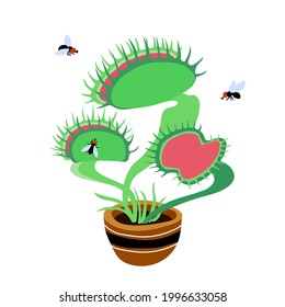 venus flytrap plant  black ugly flies   carnivorous home flower in ceramic pot  color vector illustration isolated white background in cartoon   flat design