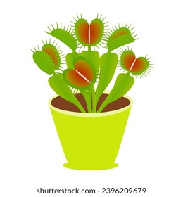 Venus flytrap plant in a pot on a white background.