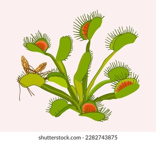 Venus flytrap. Vector isolated illustration of bright exotic succulent flower.