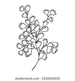 Venus Hair, Adiantum, Fern. Vector stock illustration eps10. Isolate on a white background, outline.