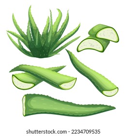 caricatura de la planta de aloe de vera leaf. gel de belleza, agua dulce cosmética, agua verde, hierba de trozo, gota de cuidado, salud orgánica de la planta de alogo de hoja de vera