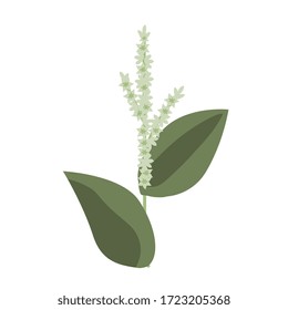 Veratrum isolated vector plant illustration