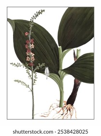 Veratrum nigrum, hand-painted floral and botanical painting, hand-painted herbal painting, natural herbs.