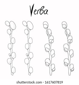 Verba branch hand drawn Easter symbol, vector ink sketch illustration isolated on white, decorative verba line art herb for greeting card design, holiday invitation