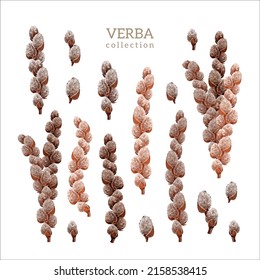 Verba and willow branches collection, color illustration
