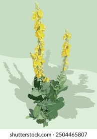 Verbascum, comúnmente conocido como Mullein. Ideal para añadir interés por la Vertical y un toque de belleza salvaje a los jardines.