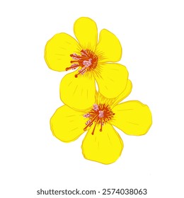 verbascum flower for children book design, a simple flat vector design