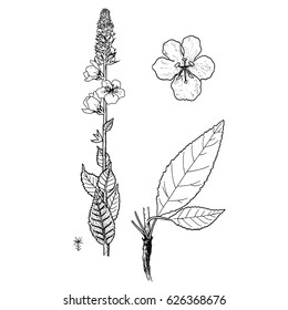 verbascum ovalifolium