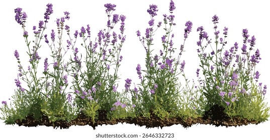 Verbena bonariensis recorte isolado, verbena purpletop, verbena argentina, verbena clustertop, flores de jardim bonitas, plantas perenes, folhagem herbal, flor de verão, ilustração vetorial.