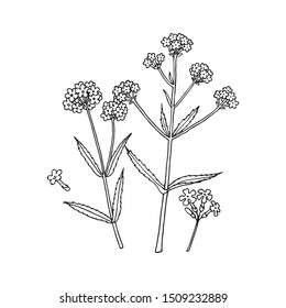 Verbena bonariensis (purpletop, Argentinian vervain). Hand drawn vector illustration. 