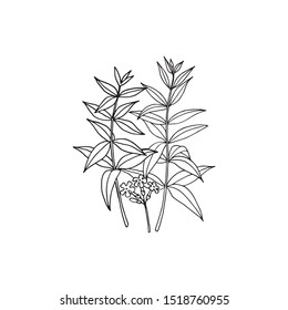 Verbena bonariensis (purpletop, Argentinian vervain). Hand drawn vector illustration. 