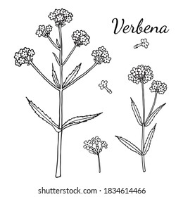 Verbena bonariensis (purpletop, Argentinian vervain). Hand drawn vector illustration. 