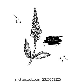 Verbena drawing. Vector hand drawn plant. Vintage medicinal plant sketch. Branch with flowers and leaves