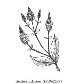 Verbena-Zeichnung. Handgezeichnete Vektorpflanze. Skizze einer alten Heilpflanze. Zweig mit Blumen und Blättern
