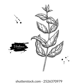 Dibujo de verbena. Vector planta dibujada a mano. Boceto de planta medicinal de Antiguas. Rama con hojas