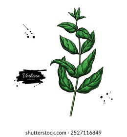 Verbena drawing. Vector hand drawn plant. Vintage medicinal plant sketch. Branch with leaves