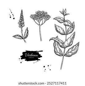 Verbena drawing. Vector hand drawn plant. Vintage medicinal plant sketch. Branch with flowers and leaves