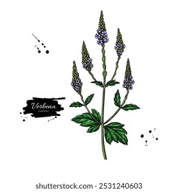 Desenho de Verbena. Planta desenhada à mão vetorial. Esquema de planta medicinal vintage. Ramo com flores e folhas