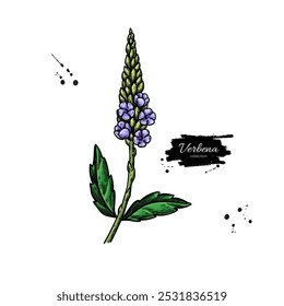 Dibujo de verbena. Vector planta dibujada a mano. Boceto de planta medicinal de Antiguas. Rama con flores y hojas
