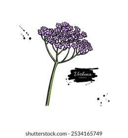 Desenho de Verbena. Planta desenhada à mão vetorial. Esquema de planta medicinal vintage. Ramo com flores e folhas