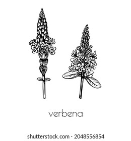 Verbena Flower Sketch In Vintage Style. Nature Background Vector Isolated Outline Color Drawing. Line Art.