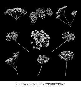 verbena flowers hand drawing vector isolated on black background.