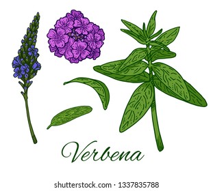 Verbena hand drawn colorful set. Leaves, flowers and twigs. Retro botanical art. Medical herb and spice. Vintage green raw vervain. Herbal vector illustration isolated on white background