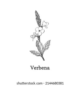 Verbena, Herb Sketch In Vector, Design Element. Vervain Botanical Drawing In Engraving Style. Officinalis Plant, Hand Drawn Illustration.