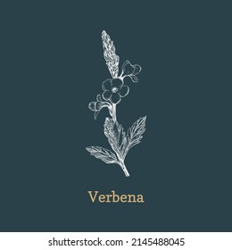 Verbena Herb Sketch In Vector, Design Element. Vervain Botanical Drawing In Engraving Style. Officinalis Plant, Hand Drawn Illustration.