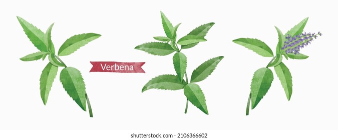 Verbena Leaf Branch, Flowers And Leaves Design Elements Set, Watercolour Style Vector Illustration.