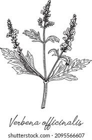 Verbena officialis. Sketchy hand-drawn vector illustration.