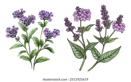 Verbena Officinalis Herb Watercolor Illustration. Coleção de Plantas Vervain Orgânico Desenhado à Mão com Flores Roxas e Folhas Verdes. Erva aromática medicinal sobre fundo branco