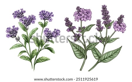 Similar – Image, Stock Photo Garden verbena in a flower box
