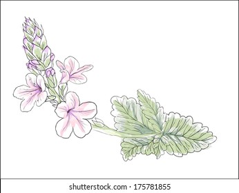 Verbena Officinalis, Painted In Watercolor