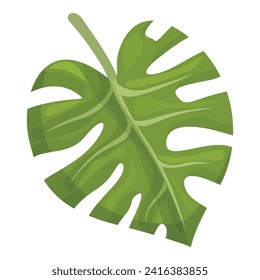 Vector de caricatura de icono de la monstera vegetal. Moda de follaje. Planta verde