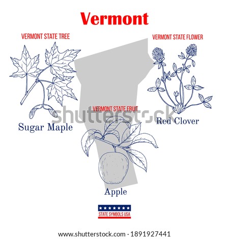 Vermont. Set of USA official state symbols. Vector hand drawn illustration