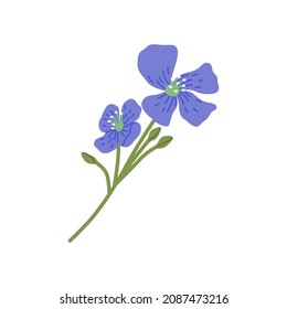 Veronica chamaedrys, wild herbal flower. Bird s eye speedwell, floral herb. Blooming field plant. Botanical flat vector illustration of wildflower isolated on white background