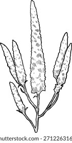 Veronica Flower Botanical Artwork – Speedwell Vintage Illustration