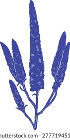 Veronica Flower Flat Color Botanical Illustration Minimal Decorative Garden Floral Design