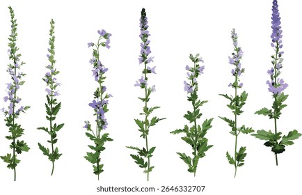 Veronica spicata spiked speedwell isolado, flor botânica frontal, erva de jardim, flor natural, planta de prado, flor de verão, ilustração vetorial.