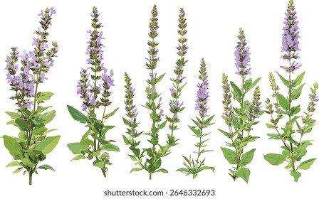 Veronica teucrium e Veronica gentianoides recorte, árvore, ilustração vetorial, plantas floridas, herbáceas, vegetação de jardim, paisagem natural, espécies botânicas.